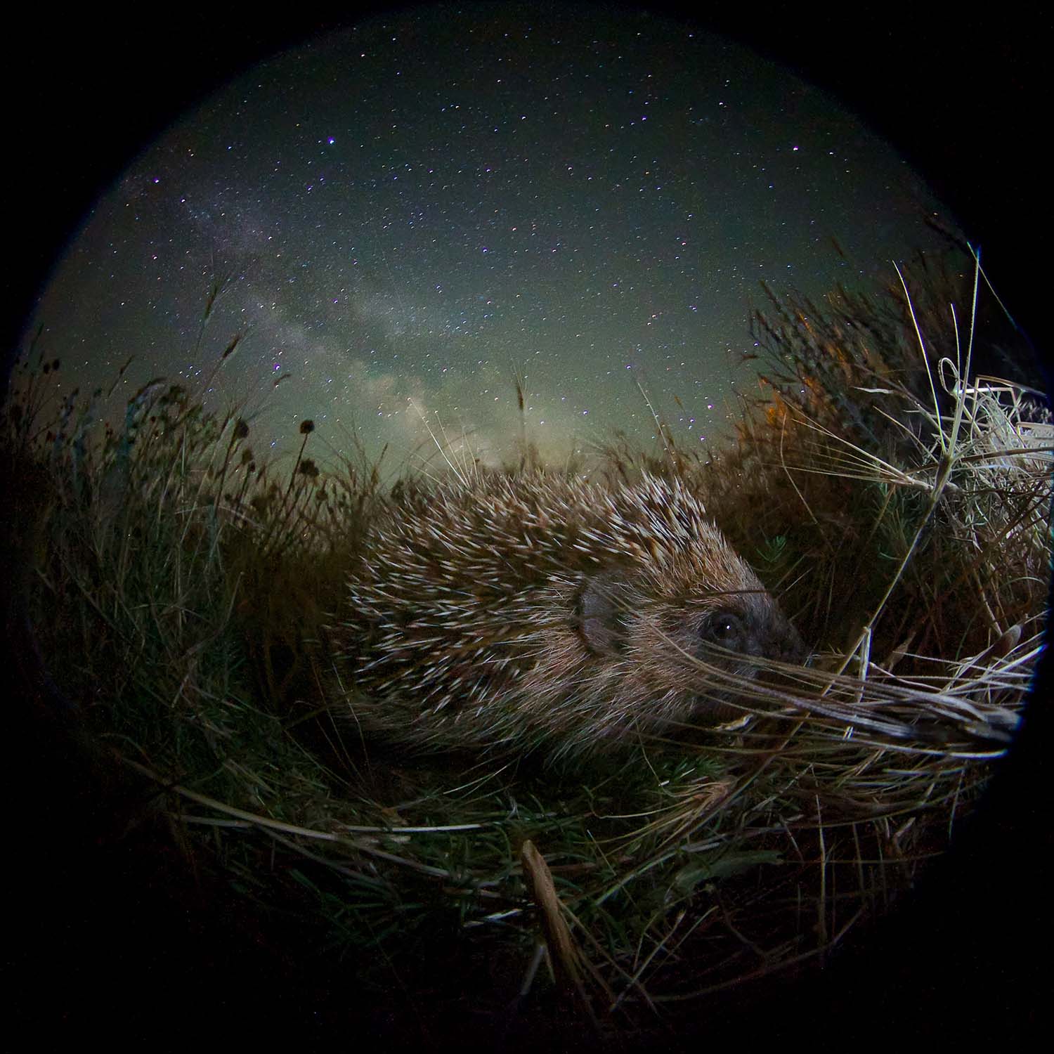 Weekly inspiration 17 of the best Low Light photos from the Sony